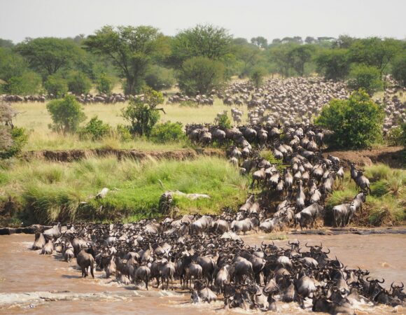The Great Migration: Nature’s Most Epic Show