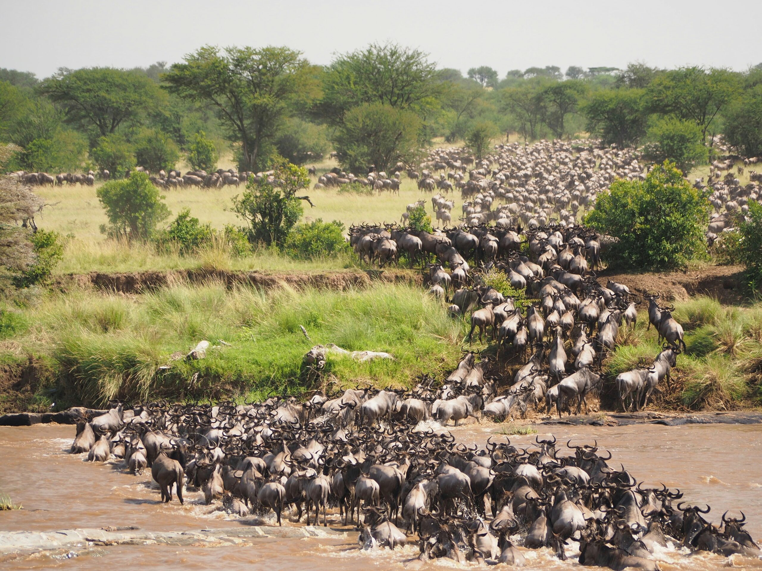 The Great Migration: Nature’s Most Epic Show