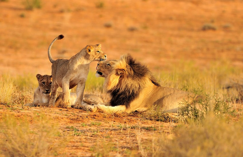 Ruaha National Park