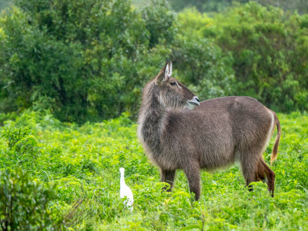 A waterbuck (Kobus ellipsiprymnus) in Arusha National Park. This national park is located in northern Tanzania.