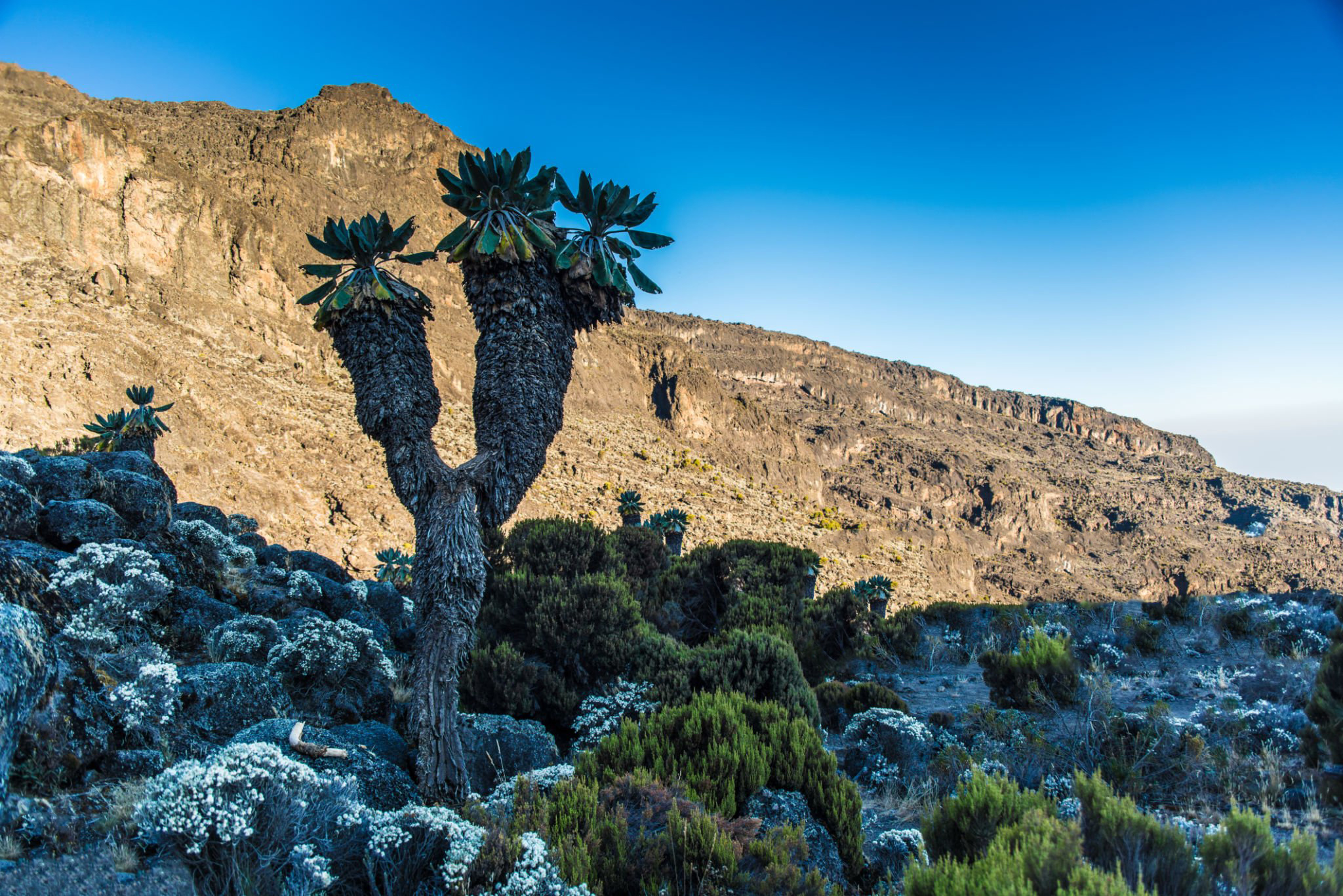 Senecio plant in Machame route to Kilimanjaro peak, Tanzania