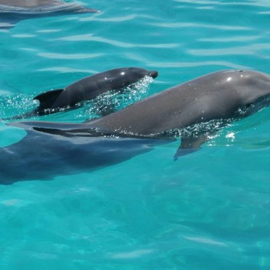 Dolphin-Watching-in-Kizimkazi2-qxe0ntq9gglwqt93dbkqpk4yjkqat7l8pgluu8tox4