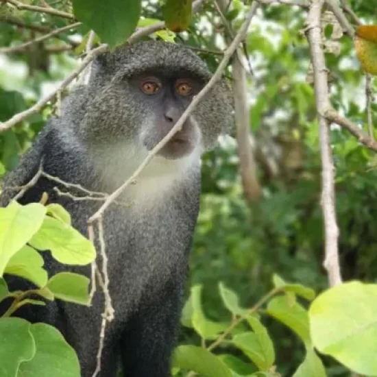 Jozani-Forest-Tour2-qxe0nwjs0yprpn4zwusmf1fcbqcegawfpukba2pieg