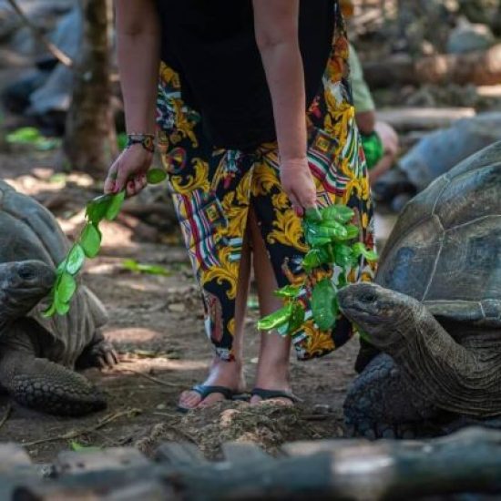 Prison-Island2-qxe0o0b4saux02zjawf4p0h6p9tvb3bd2d6976jxpk