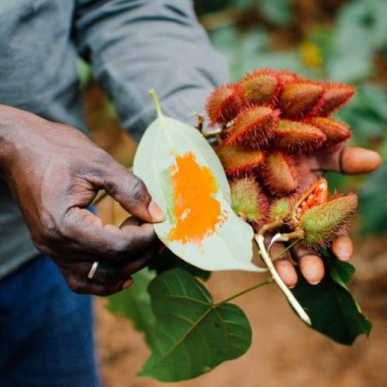 Spice-Plantation-Tours2-qxe0o34ncsyrywvfufn0ehrkhffyy6mk2r4pn0fr6w